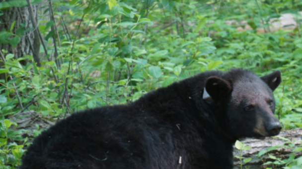 Black Bear Research Ongoing in Ohio