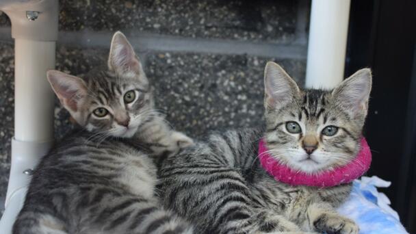 Oregon Humane Society Overflowing With Cats