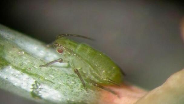 Oregon Coastal Forests Inspected For Spruce Aphids