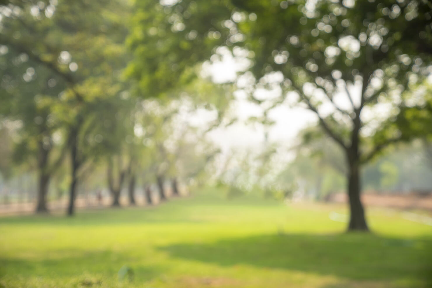 Abstract blurred leaves of tree in nature forest with sunny and bokeh light at public park background