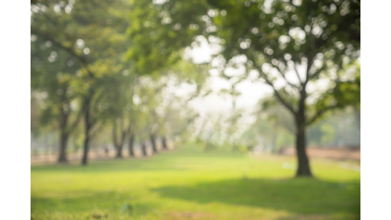 Abstract blurred leaves of tree in nature forest with sunny and bokeh light at public park background