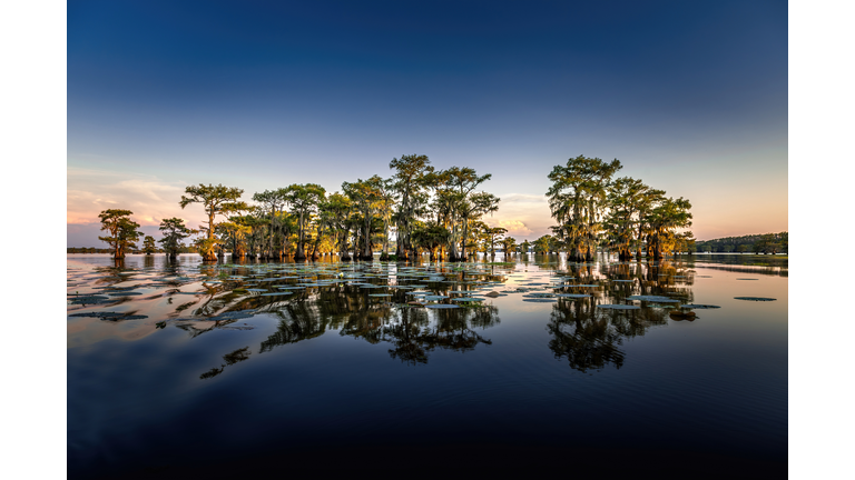 Early evening with cypress trees in the swamp of the Caddo Lake State Park, Texas