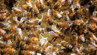 Beekeeper Sics Swarm on Police During Traffic Stop