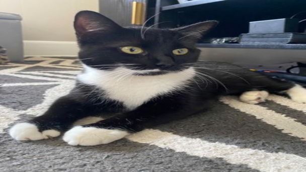 Meet the CT Humane Society's Adoptable Pet of the Week:  Jackie 