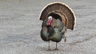 Video: Illinois Family Tormented by Turkey Named Karl