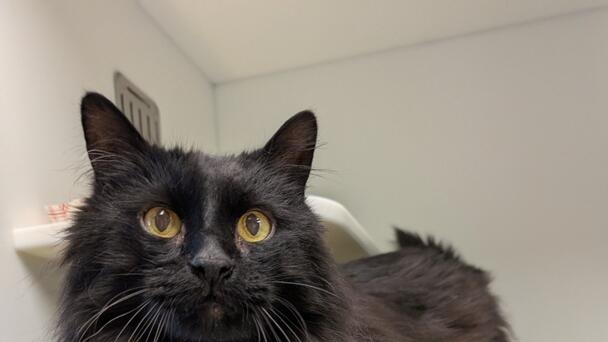 Spencer is this week's Featured Furry Friend from the Cleveland APL!