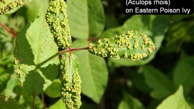 Galls on Poison Ivy and Fragrant Sumac