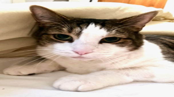 Meet the CT Humane Society's Adoptable Pet of the Week: Moose 