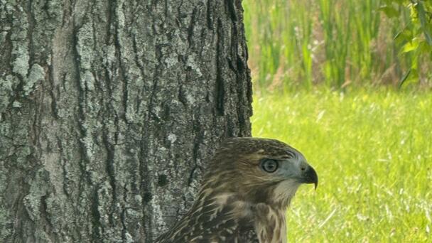 Red Tailed Hawk Rescued In Hadley
