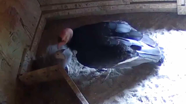 11 California Condors Hatch From Oregon Zoo Eggs
