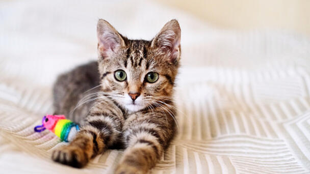 Paws what you're doing... July is the purr-fect time to adopt or foster! 🐾💙