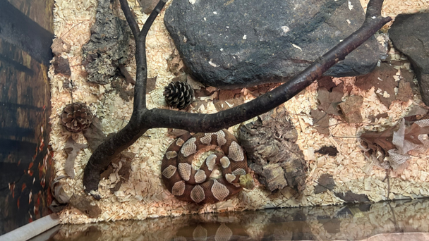 Attleboro Warns Of Possible Copperhead Snake