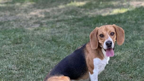 Beagles Seek Forever Homes at Huntington Beach Event On Saturday