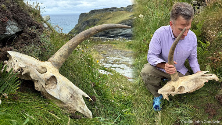 Family on Vacation Discovers 'Unicorn' Skull