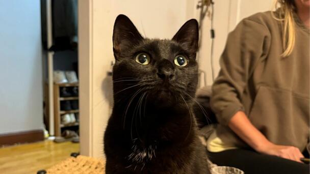 A Local Pet Rescue Works To Find Homes For Black Cats During Kitten Season 
