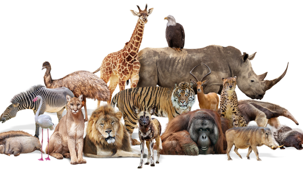 What Your Favorite Animal Says About Your Personality