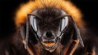 Watch: Scientists Bioengineer Remote-Controlled Cyborg Bees