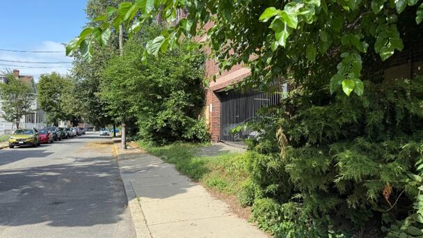 Somerville Residents React To Ball Python On The Loose In City