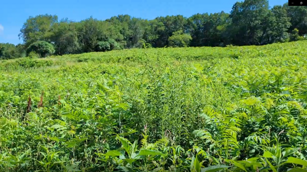 Belmont-Based Conservation Fund Working To Protect Rock Meadow
