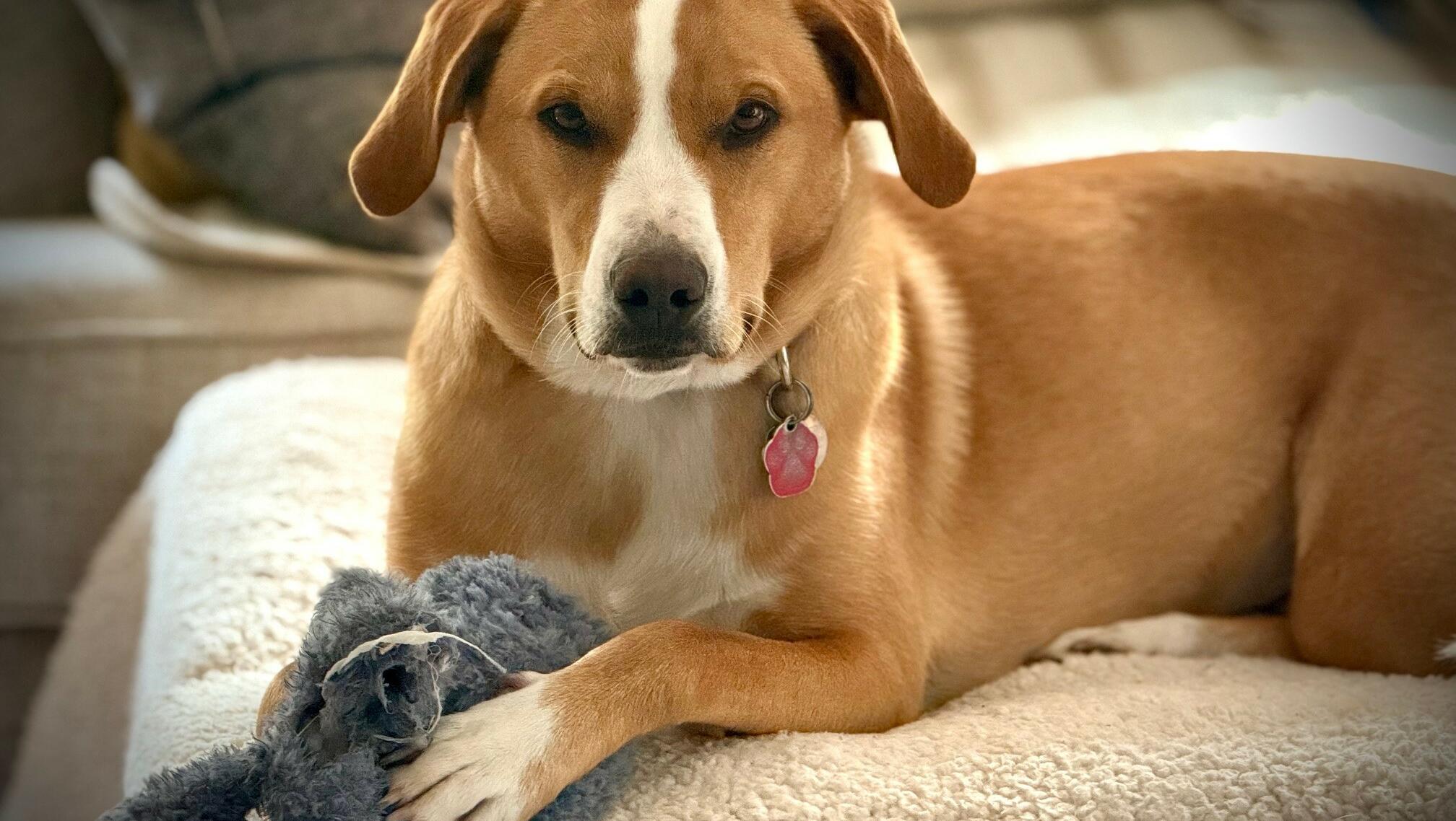 Some Times You Need Some Dog Joy in Your Life