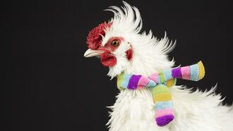 Chicken Wearing Scarf Stirs Witchcraft Concerns at Zimbabwean Courthouse