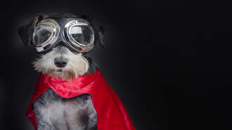 Dogs And Their Peculiar Fetish With Sticks!