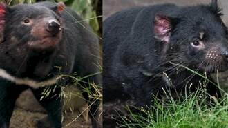 Tasmanian Devils Flotsam and Jetsam Arrive at San Diego Zoo