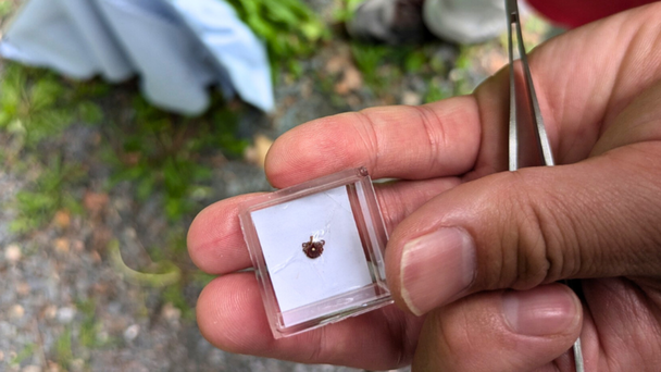 Massachusetts Experiences Surge In Tick Activity