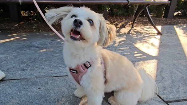 Study Finds Which Dogs Are Most Likely To Beg For Food