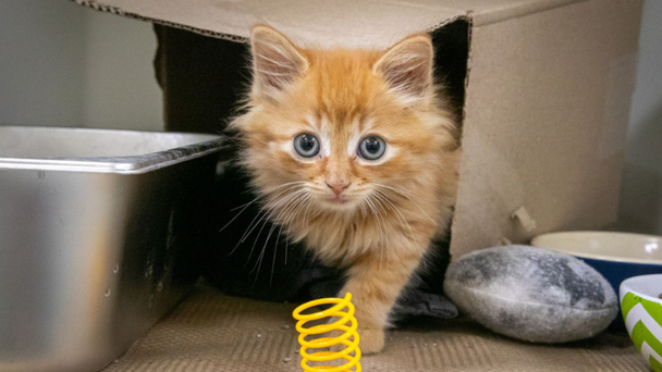 Kitten Saved From Storm Drain Near I-95 In Canton