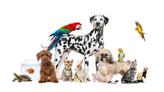 Share Your Pet Story & Hear It On-Air for Wet Nose Wednesday! 🐾 