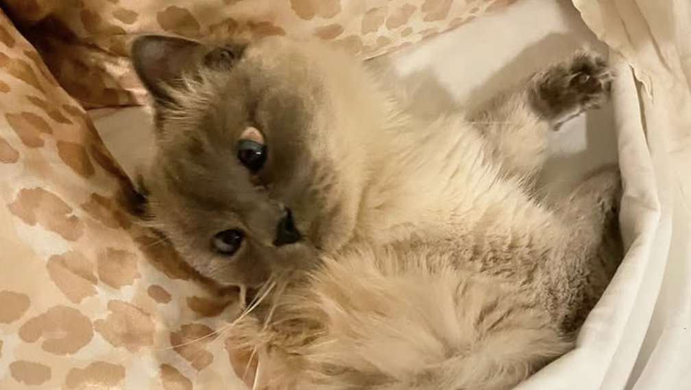 Amy Debates Whether to Disclose Cat Pee on Couch She's Selling