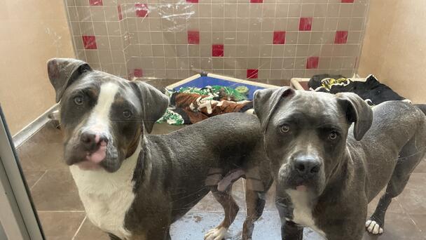 Animal Rescue League of Iowa Hosts Adoption Event to Address Overcrowding