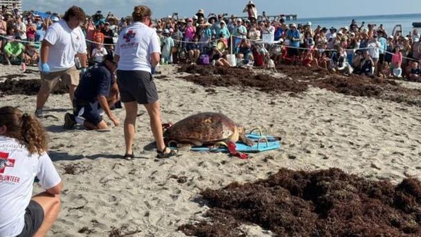 302 Pound Sea Turtle Released Into Ocean After Rehabbing From Boat Strike