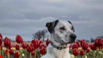 FIDO-Friday's Oregon Dog Rescue Featured Shelter Dog-MANDY