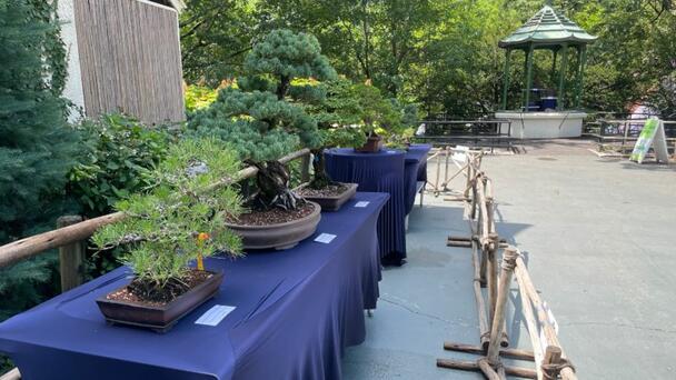 Bonsai Trees Takeover The Franklin Park Zoo