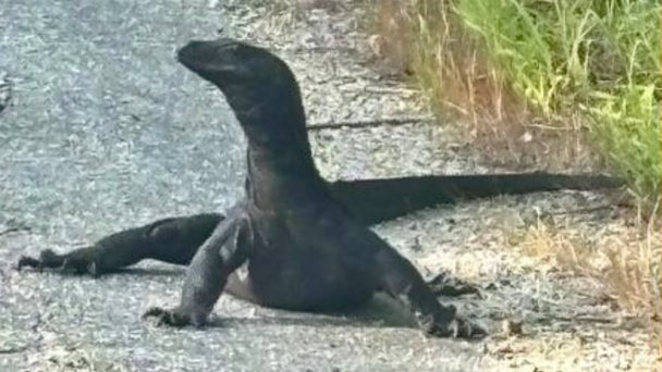 Water Monitor Lizard Captured After Two Week Escapade
