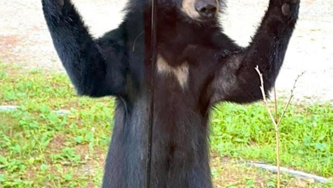 TUXEDO BEAR FROM SANDWICH, NH