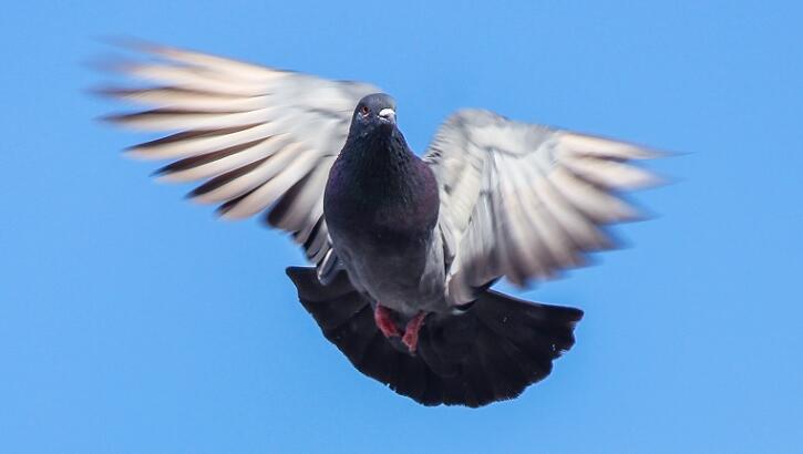 Video: 'UFO Pigeons' Cause Stir in India