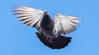 Video: 'UFO Pigeons' Cause Stir in India