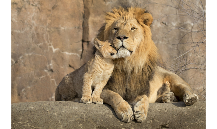 Male African lion is cuddled by his cub during an affectionate moment