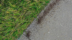 ANT WAR!!!!