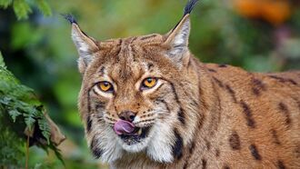 Danish Zoo Requests Residents Donate Pets to Help Feed Its Predatory Animals