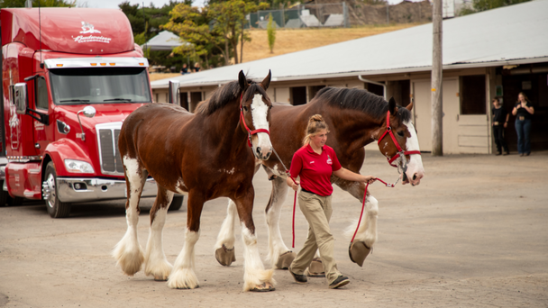 Budweiser Clydesdales Arrived At Clark County Fair