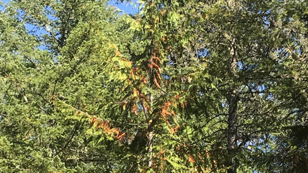 More Summer Wildfires Expected
