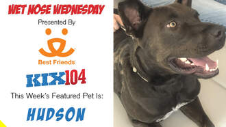 Meet Hudson – Our Wet Nose Wednesday Star!