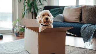 2 Arizona Spots Among The Most 'Pet-Friendly Cities' In America