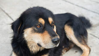 Missing Dog Rescued From the Roof of Citadel Mall