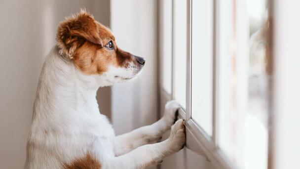 2 Wisconsin Spots Among The Least 'Pet-Friendly Cities' In America