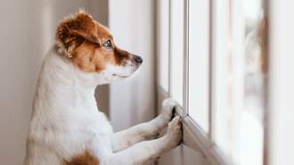 2 Wisconsin Spots Among The Least 'Pet-Friendly Cities' In America